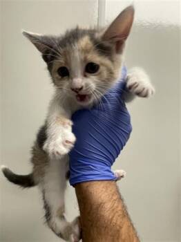 BINGO - ADOPTION PENDING -  Domestic Short Hair Cat for Adoption in Ontario, California - BINGO - ADOPTION PENDING | PetCurious