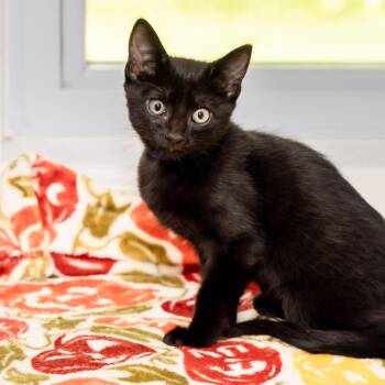 Inky -  Domestic Short Hair Cat for Adoption in Victor, New York - Inky | PetCurious