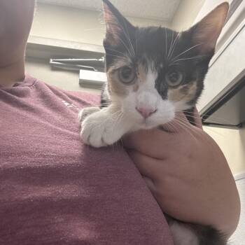Cali -  Domestic Short Hair Cat for Adoption in Tulsa, Oklahoma - Cali | PetCurious