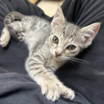 OLD NAVY -  Domestic Long Hair Cat for Adoption in Kyle, Texas - OLD NAVY | PetCurious