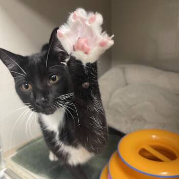 Big Hunter -  Domestic Short Hair Cat for Adoption in Mentor, Ohio - Big Hunter | PetCurious