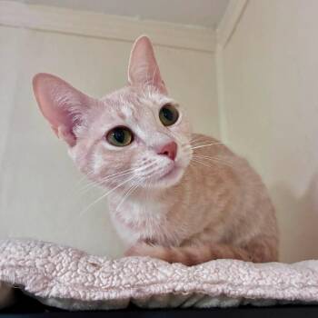 Maple -  Domestic Short Hair Cat for Adoption in Richland, Michigan - Maple | PetCurious