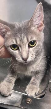Alvin -  Domestic Short Hair Cat for Adoption in Cumming, Georgia - Alvin | PetCurious