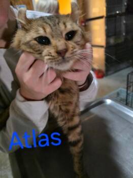 Rescue Highland Fold Cats for Adoption in Zimmerman, Minnesota - Atlas | PetCurious