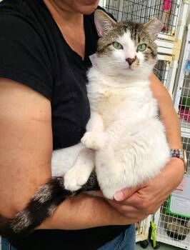 Marley -  Domestic Short Hair Cat for Adoption in Kirkland, Washington - Marley | PetCurious