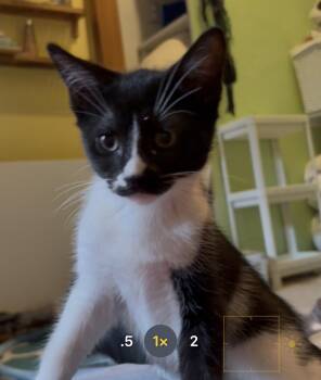 Cerulean -  Domestic Short Hair Cat for Adoption in Havertown, Pennsylvania - Cerulean | PetCurious