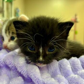 Domestic Short Hair Cats Available for Adoption - Draco | PetCurious