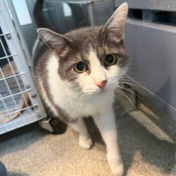 Gracie -  Domestic Short Hair Cat for Adoption in Chicago, Illinois - Gracie | PetCurious