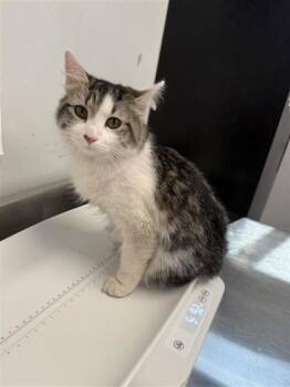Domestic Long Hair and Domestic Short Hair Cats Available for Adoption in West Chester, Pennsylvania - MARYKATE | PetCurious