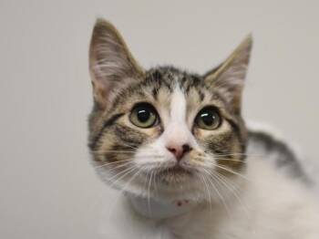 Mouse -  Domestic Short Hair Cat for Adoption in Portland, Oregon - Mouse | PetCurious