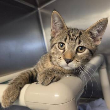 Cider -  Domestic Short Hair Cat for Adoption in Rock Falls, Illinois - Cider | PetCurious