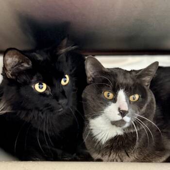 Domestic Short Hair Cats Available for Adoption - Salem | PetCurious