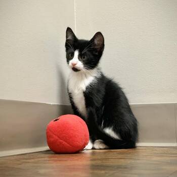 Tuxedo Cats Available for Adoption in Seymour, Tennessee - Adidas | PetCurious