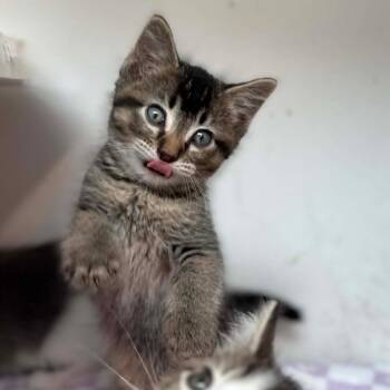 Button -  Domestic Short Hair Cat for Adoption in Jasper, Indiana - Button | PetCurious