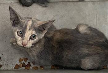 SONYA -  Domestic Short Hair Cat for Adoption in Dallas, Texas - SONYA | PetCurious