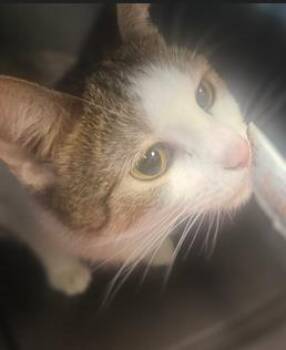 Domestic Short Hair Cats Available for Adoption - Tibia | PetCurious