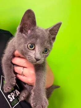 GEORGINA -  Domestic Short Hair Cat for Adoption in Delson, Quebec - GEORGINA | PetCurious