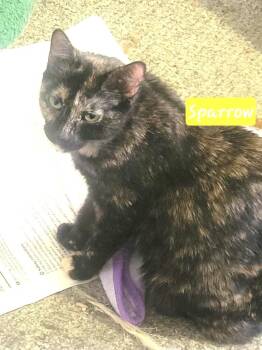 Domestic Short Hair Cats Available for Adoption in Ogden, Utah - Sparrow | PetCurious