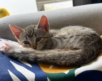 Nicole -  Domestic Short Hair Cat for Adoption in San Francisco, California - Nicole | PetCurious