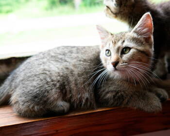 Rescue Domestic Short Hair Cats for Adoption in Akron, Ohio - Edison | PetCurious