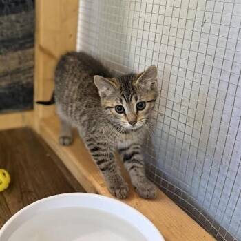 Dax -  Domestic Medium Hair Cat for Adoption in Wappingers Falls, New York - Dax | PetCurious