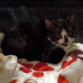 Quinn -  Domestic Short Hair Cat for Adoption in Lynchburg, Virginia - Quinn | PetCurious