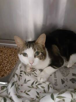 Rescue Domestic Short Hair Cats for Adoption in Hagerstown, Maryland - BISCUIT | PetCurious