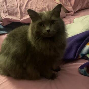 British Longhair Cats Available for Adoption - Missy | PetCurious