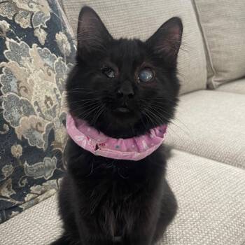 Zuzu -  Domestic Medium Hair Cat Available for Adoption in Dover, Delaware - Zuzu | PetCurious