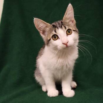 Syrup -  Domestic Short Hair Cat for Adoption in Saint Charles, Missouri - Syrup | PetCurious