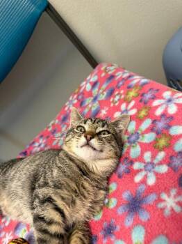 Cuddlewhisp -  Domestic Short Hair Cat for Adoption in Fort Collins, Colorado - Cuddlewhisp | PetCurious