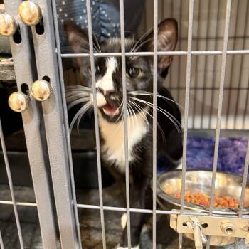 Carla -  Domestic Short Hair Cat for Adoption in Melbourne, Arkansas - Carla | PetCurious