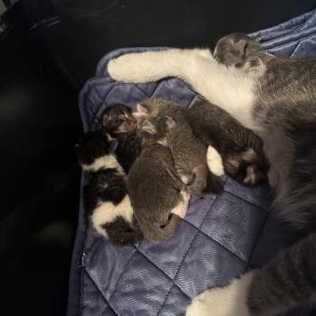 Frontflip -  Domestic Short Hair Cat for Adoption in Dekalb, Illinois - Frontflip | PetCurious