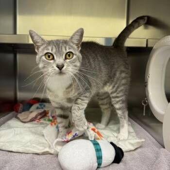 Creek -  Domestic Short Hair Cat for Adoption in Richmond, Virginia - Creek | PetCurious