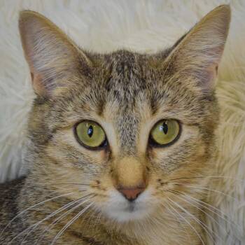 Allie -  Tabby and Domestic Short Hair Cat for Adoption in Huntley, Illinois - Allie | PetCurious