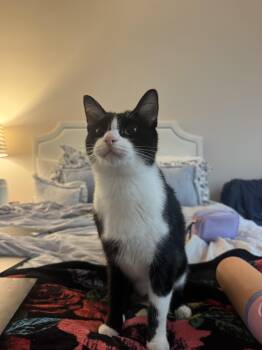 Gatewood -  Tuxedo Cat for Adoption in Columbia, South Carolina - Gatewood | PetCurious