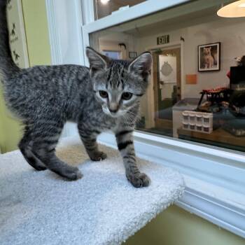 Rescue Domestic Short Hair Cats for Adoption in Monroe, North Carolina - Zinnia | PetCurious