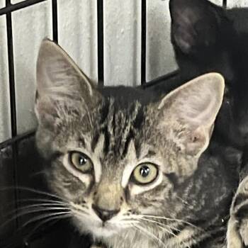Soot -  Domestic Short Hair Cat for Adoption in Idaho Falls, Idaho - Soot | PetCurious