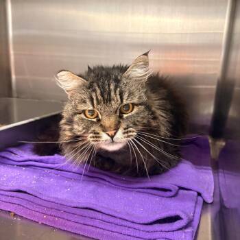 Domestic Long Hair Cats Available for Adoption in Spokane, Washington - Matilda | PetCurious