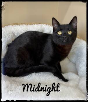 Rescue Domestic Short Hair Cats for Adoption in El Cajon, California - Midnight | PetCurious