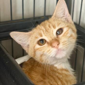 What-Not -  Domestic Short Hair Cat for Adoption in Birmingham, Alabama - What-Not | PetCurious