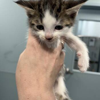 Sourdough -  Domestic Short Hair Cat for Adoption in Greensboro, North Carolina - Sourdough | PetCurious