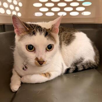 Zozo -  Domestic Short Hair Cat for Adoption in Mooresville, North Carolina - Zozo | PetCurious