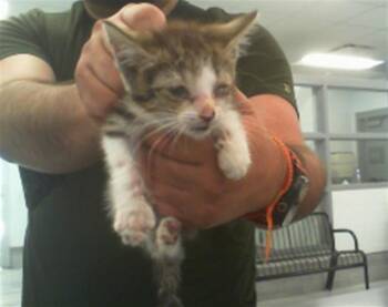 A1266177 -  Domestic Short Hair Cat for Adoption in Charlotte, North Carolina - A1266177 | PetCurious