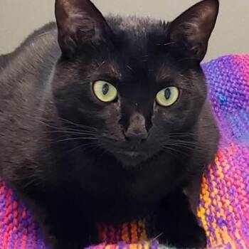 Rescue Domestic Short Hair Cats for Adoption in Stamford, Connecticut - Carina | PetCurious
