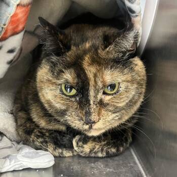 Domestic Short Hair Cats Available for Adoption in Las Vegas, Nevada - Buttercup | PetCurious