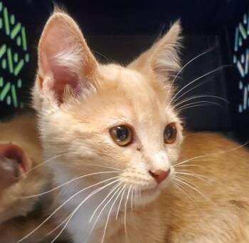 Stormbreaker -  Domestic Short Hair Cat for Adoption in Kansas City, Missouri - Stormbreaker | PetCurious
