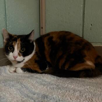 Normani -  Domestic Short Hair Cat for Adoption in West Olive, Michigan - Normani | PetCurious