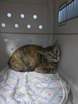 Domestic Short Hair Cats Available for Adoption in Evansville, Indiana - Hootie | PetCurious