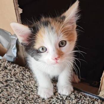 LIL